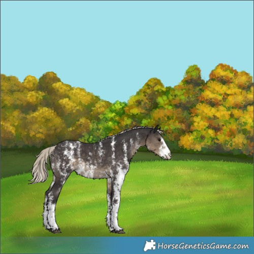Horse Color:Silver Smoky Black Sabino Rabicano