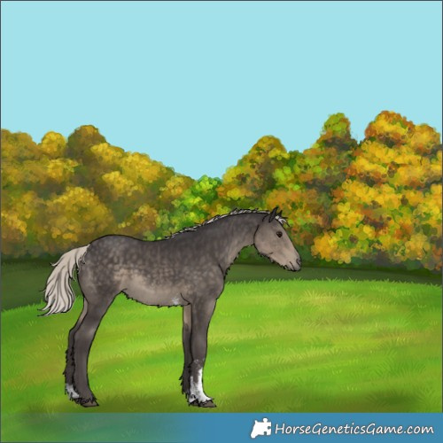 Horse Color:Silver Smoky Black Sabino 