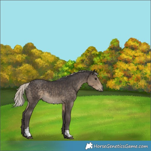 Horse Color:Silver Smoky Black Sabino 