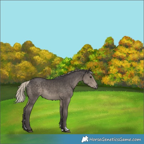 Horse Color:Silver Smoky Black Sabino Rabicano 