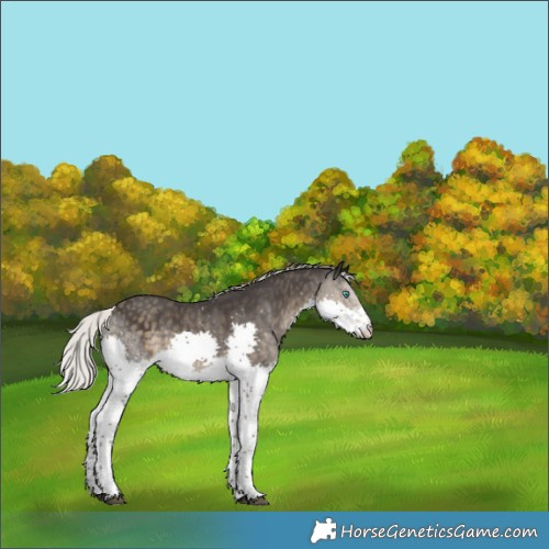 Horse Color:Silver Smoky Black Splash 