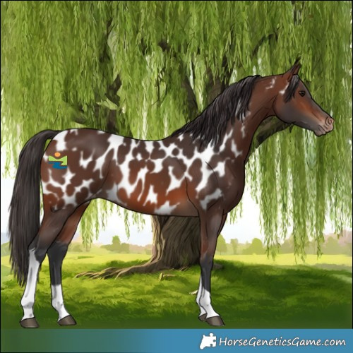 Horse Color:Brown Tobiano Near Leopard 