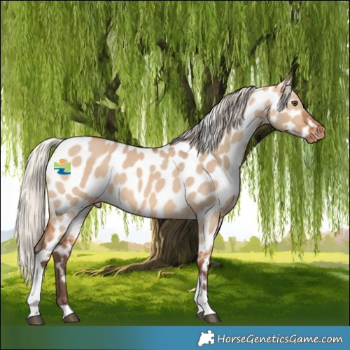 Horse Color:Silver Bay Dun Tobiano Near Leopard 