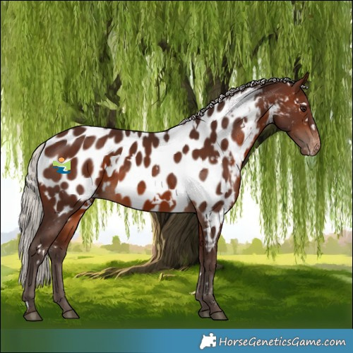Horse Color:White Spotted Silver Brown Appaloosa 
