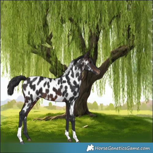 Horse Color:Brown Tobiano Appaloosa 