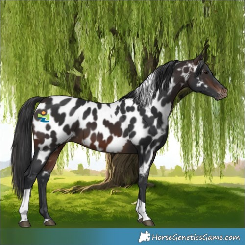 Horse Color:Brown Tobiano Near Leopard 