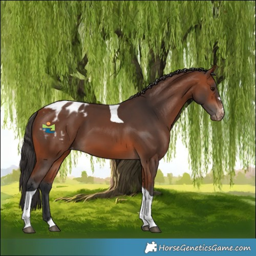 Horse Color:Bay Tobiano Appaloosa 
