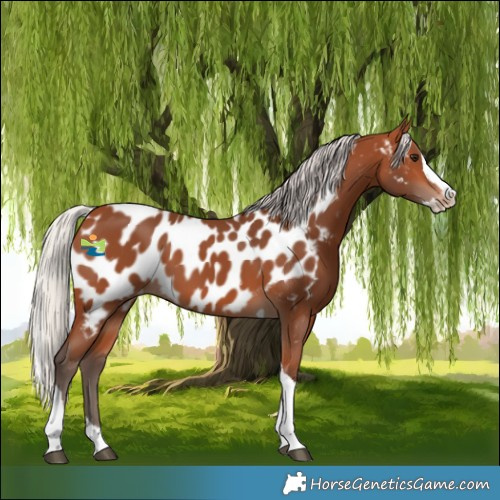 Horse Color:Silver Bay Splash Tobiano Appaloosa 