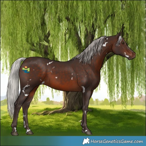 Horse Color:White Spotted Silver Brown 