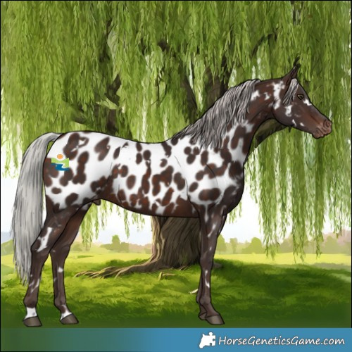 Horse Color:White Spotted Silver Brown Near Leopard Rabicano 