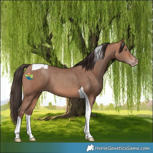 Horse Color:Sable Champagne Tobiano 
