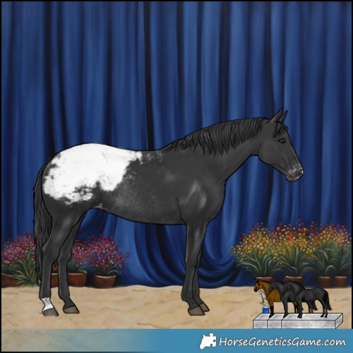Horse Color:Black Appaloosa Rabicano