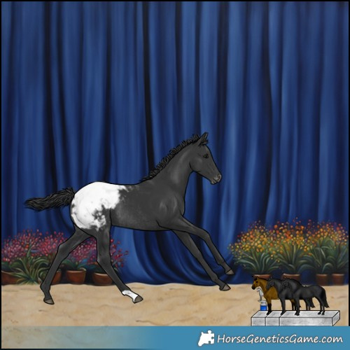 Horse Color:Black Appaloosa Rabicano 