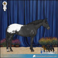 Horse Color:Black Snowcap Rabicano 