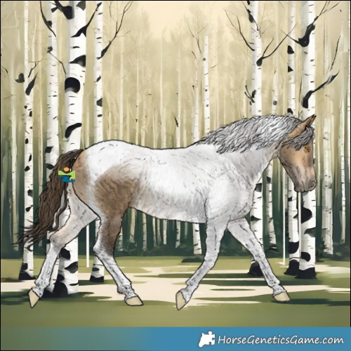 Horse Color:Buckskin Dun Tobiano
