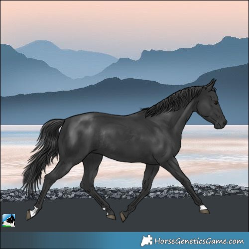Horse Color:Black Mushroom Rabicano 