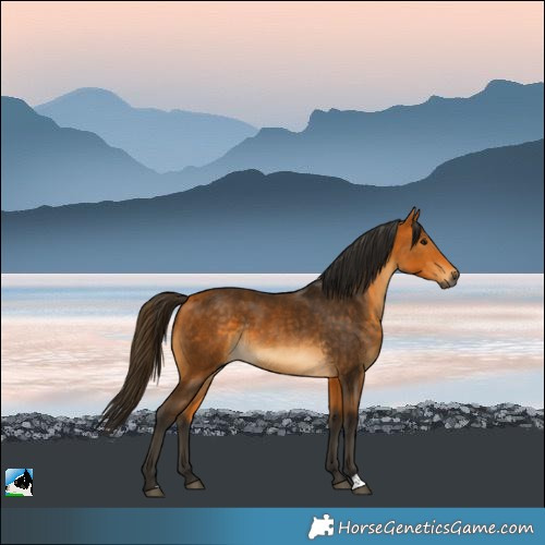 Horse Color:Gray Buckskin Rabicano 