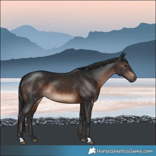 Horse Color:Brown Mushroom Rabicano 