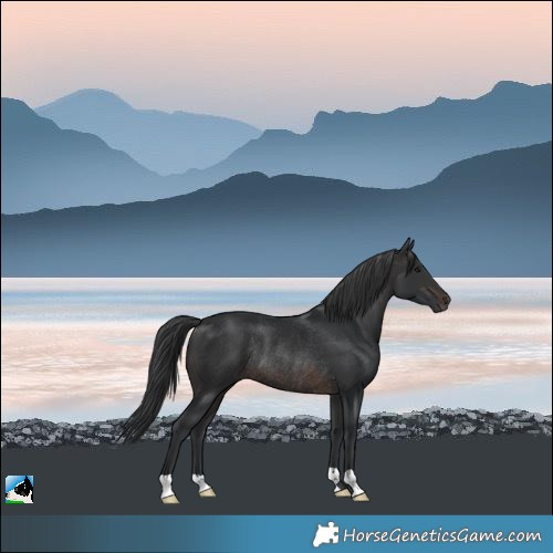Horse Color:Brown Rabicano 