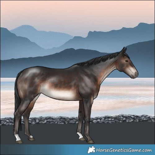 Horse Color:Brown Mushroom Rabicano