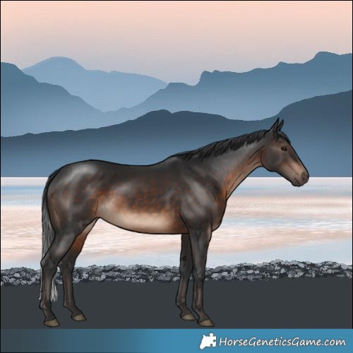 Horse Color:Brown Mushroom Rabicano
