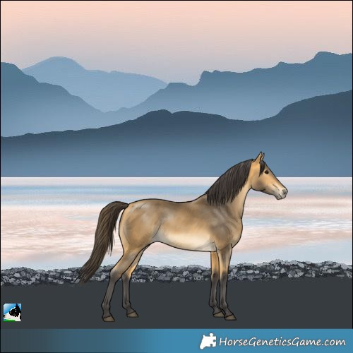 Horse Color:Buckskin 
