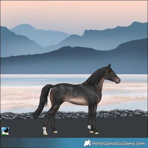 Horse Color:Brown Mushroom Rabicano