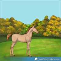 Horse Color:Red Dun 