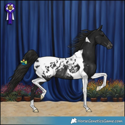 Horse Color:Gray Black Tobiano Appaloosa Rabicano 
