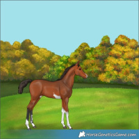 Horse Color:Bay Tobiano