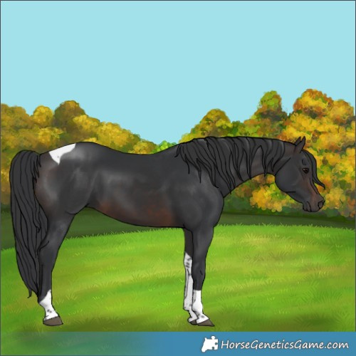 Horse Color:Brown Tobiano 
