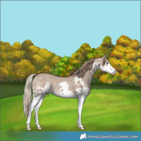 Horse Color:Liver Red Dun Splash Rabicano