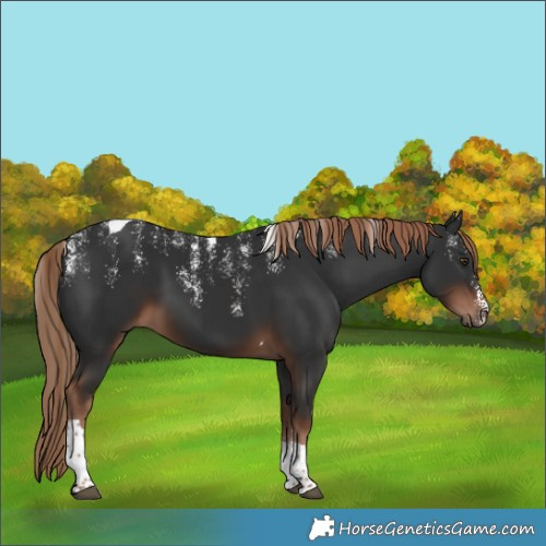 Horse Color:Powder White Liver Chestnut Tobiano 