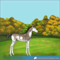 Horse Color:Buckskin Dun Splash 