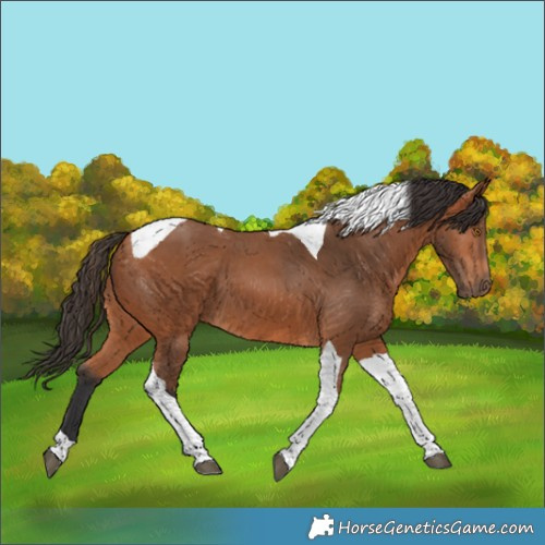 Horse Color:Bay Tobiano