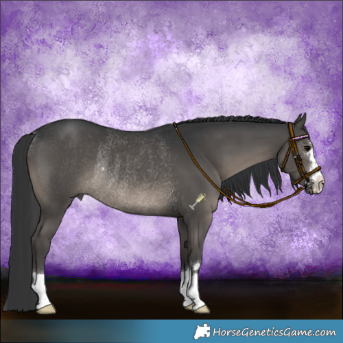 Horse Color:Black Rabicano 