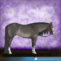 Horse Color:Black Rabicano 
