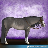 Horse Color:Black Rabicano 