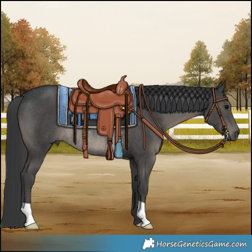 Horse Color:Black Rabicano 