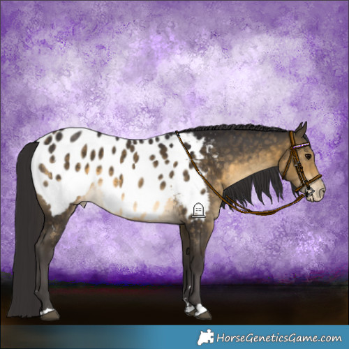 Horse Color:Buckskin Near Leopard
