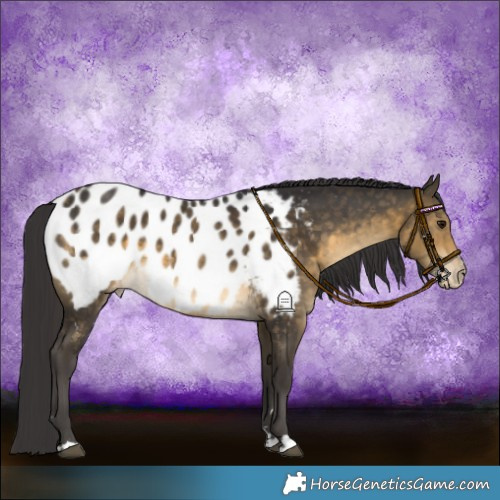 Horse Color:Buckskin Near Leopard 