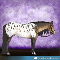 Horse Color:Buckskin Near Leopard 
