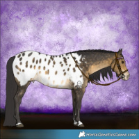 Horse Color:Buckskin Near Leopard 