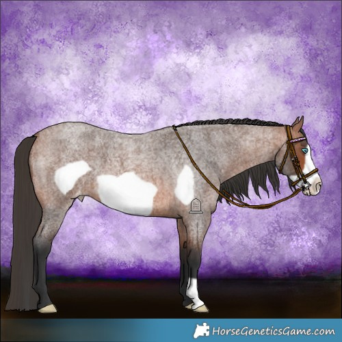 Horse Color:Bay Roan Frame Varnish 