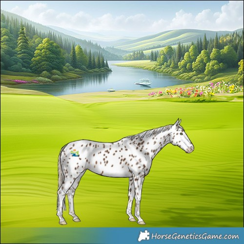 Horse Color:Chocolate Palomino Tobiano Leopard
