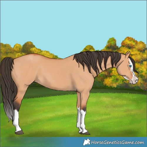 Horse Color:Bay Dun Splash