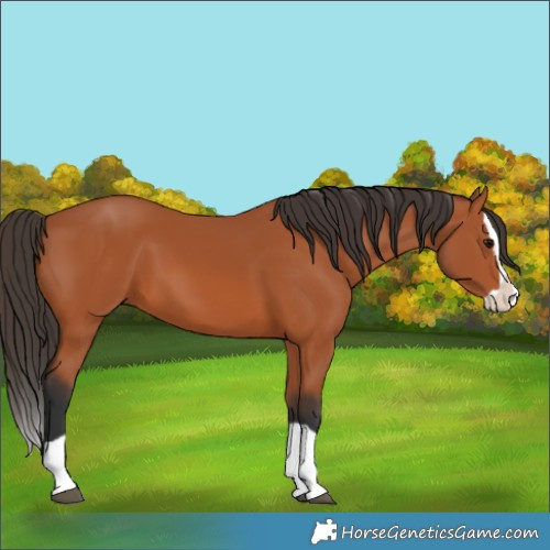 Horse Color:Bay Splash 