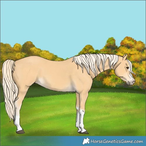Horse Color:Palomino 