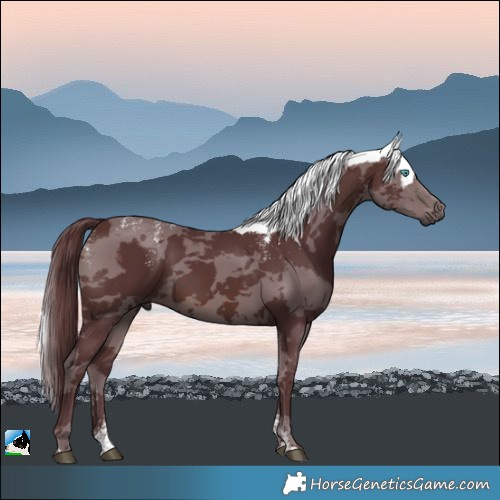Horse Color:Powder White Chocolate Brown Merle Rabicano