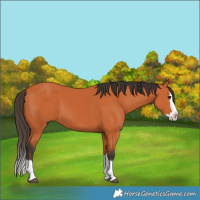 Horse Color:Bay Splash 